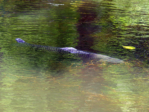 Image of Grass carp