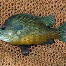 Image of Longear Sunfish