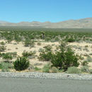 Image of <i>Yucca schidigera</i>