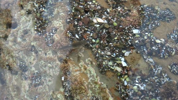Image of Opaleye