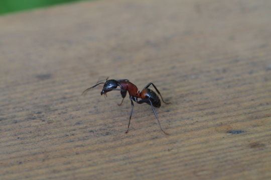 18.https www inaturalist org photos 1040804.580x360