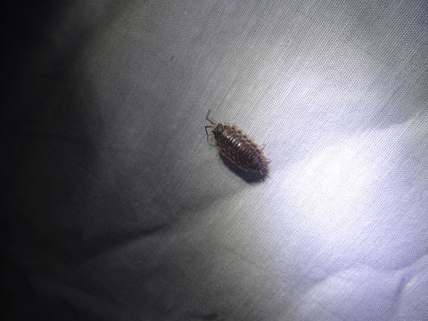 Image of Common woodlouse