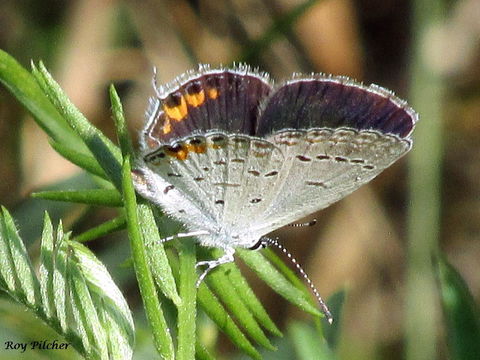 Image of eastern tailed-blue