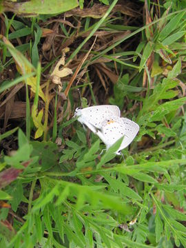 Image of eastern tailed-blue