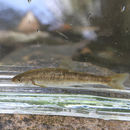 Image of Campostoma anomalum (Rafinesque 1820)