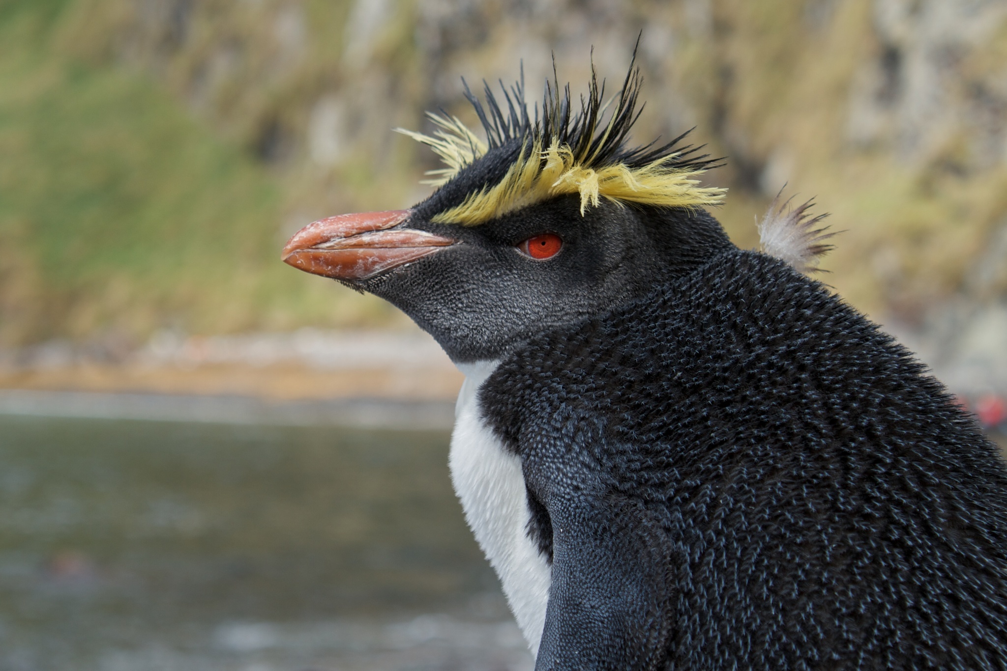 Image of Northern Rockhopper Penguin