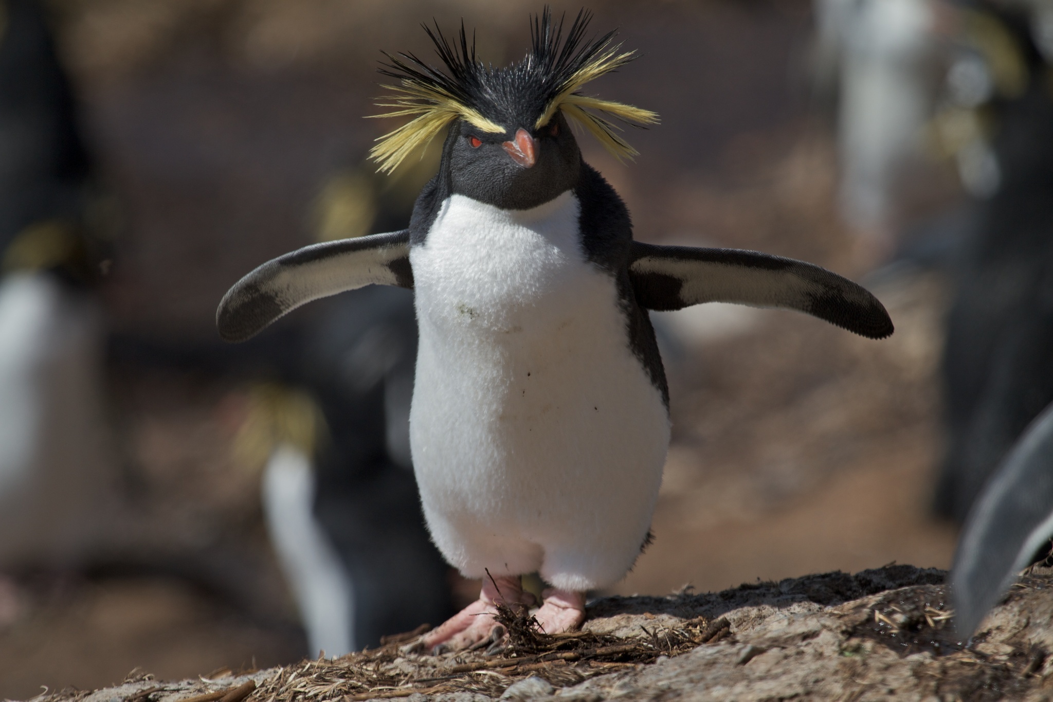 Image of Northern Rockhopper Penguin