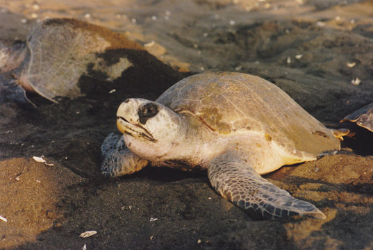 Image of Olive Ridley