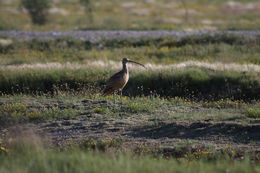 Image of Long-billed curlew