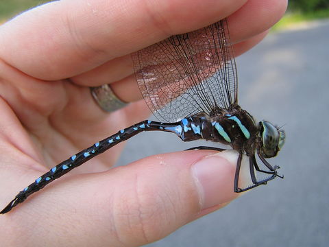 Image of Black-tipped Darner