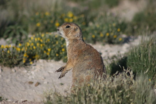 18.https www inaturalist org photos 1043955.580x360