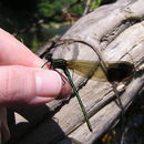 Image of River Jewelwing