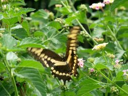 Image of Eastern Giant Swallowtail