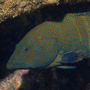 Image of Peacock Grouper