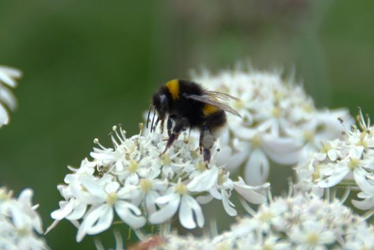 18.https www inaturalist org photos 1044658.580x360