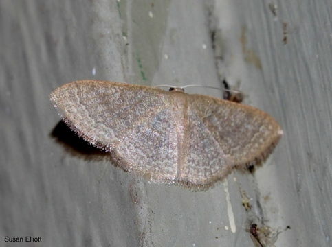 Image of Common Tan Wave