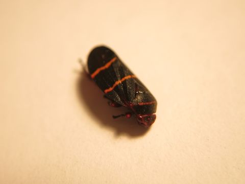 18.https www inaturalist org photos 1045039.580x360