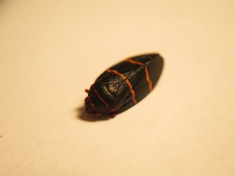 18.https www inaturalist org photos 1045040.580x360