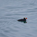 Image of Tufted puffin