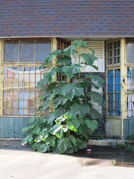 Image of <i>Paulownia tomentosa</i>