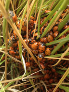 Image of Convergent Lady Beetle
