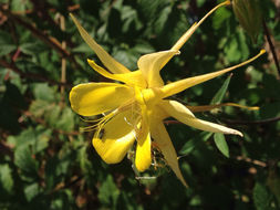 Image of <i>Aquilegia chrysantha</i>