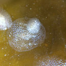 Image of Marine bryozoan