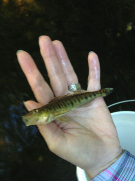 Image of Logperch