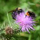 Image of Bombus terrestris (Linnaeus 1758)