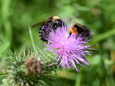 Image of Buff-tailed bumblebee