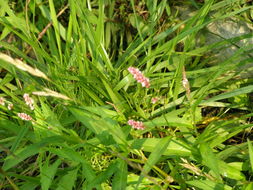 Image of <i>Persicaria maculosa</i>