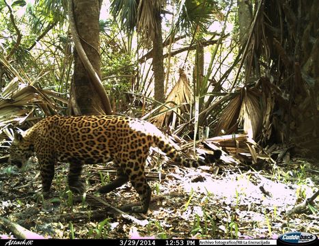 18.https www inaturalist org photos 1050588.580x360