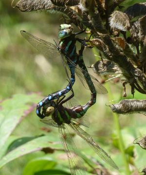 Image of Lance-Tailed Darner
