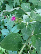 Image of <i>Arctium minus</i>