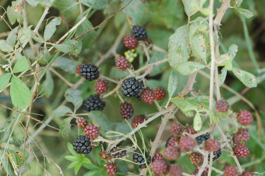 Image of <i>Rubus ulmifolius</i>