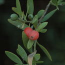 Image of <i>Osyris alba</i>