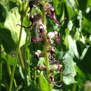 Image of <i>Pedicularis groenlandica</i>