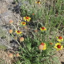 Image of <i>Gaillardia pinnatifida</i>