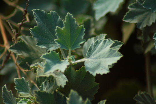 Image of <i>Malacothamnus fasciculatus nuttallii</i>
