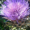 Image of Cynara cardunculus subsp. cardunculus