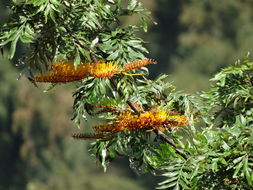 Image of <i>Grevillea robusta</i>