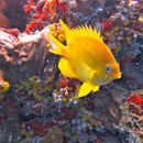 Image of Golden damsel