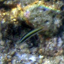 Image of Thalassoma amblycephalum (Bleeker 1856)