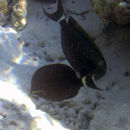 Image of Black-barred Surgeonfish