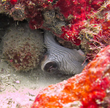 Image of Day octopus