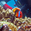 Image of Cinnamon clownfish