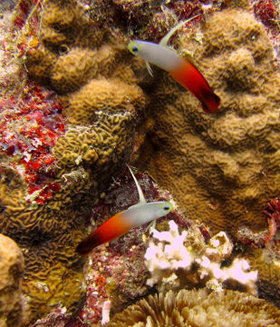 Image of Fire Dartfish