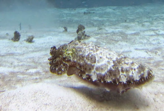Image of Broadclub Cuttlefish