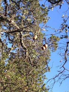 Image of California Gall Wasp