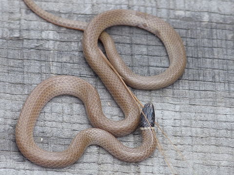 Image of Western Blackhead Snake